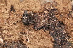 Sphinctotropis paviei