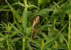 Anaciaeschna jaspidea