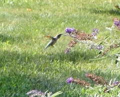 Archilochus colubris