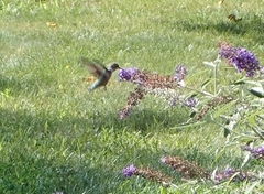 Archilochus colubris