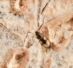 Salpingidae