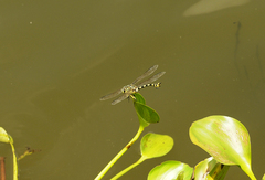 Ictinogomphus distinctus
