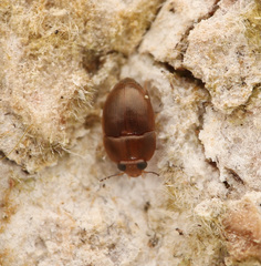Propalticus