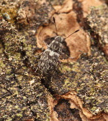 Plintheria