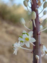 Drimia numidica
