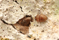 Propalticus