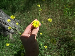 Rapistrum rugosum