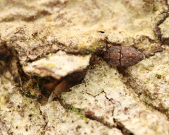 Propalticus