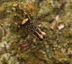 Acorynus pictus