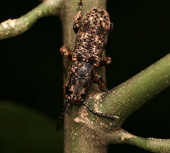 Xylinada