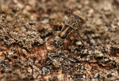 Acorynus pictus