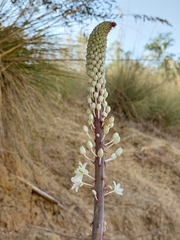 Drimia numidica