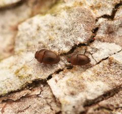 Propalticus