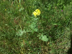 Rapistrum rugosum