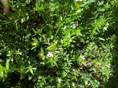 Sherardia arvensis