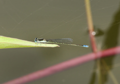 Pseudagrion spencei