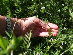 Sherardia arvensis