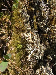 Cladonia cariosa