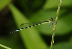 Agriocnemis clauseni