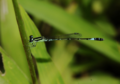 Agriocnemis clauseni