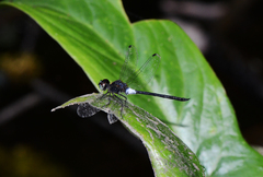 Amphithemis vacillans