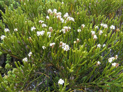 Veronica lycopodioides