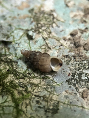 Cochlostoma septemspirale