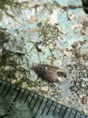 Cochlostoma septemspirale