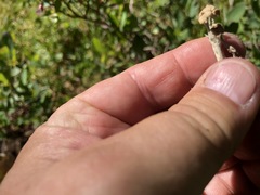 Cladonia cariosa