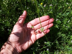 Sherardia arvensis
