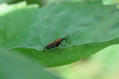 Rhodobaenus tredecimpunctatus