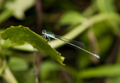 Pseudagrion spencei