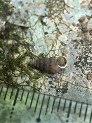 Cochlostoma septemspirale