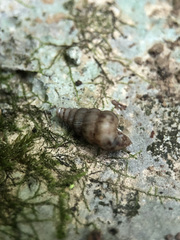 Cochlostoma septemspirale