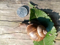Helix pomatia