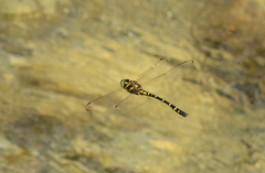 Chlorogomphus mortoni