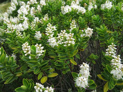 Veronica rakaiensis