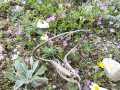Proboscidea louisianica fragrans