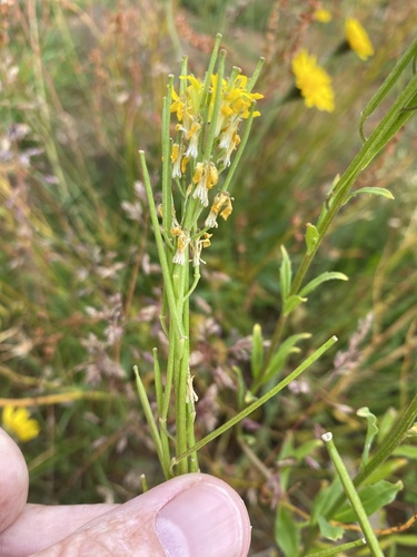 Erysimum virgatum, photograph 4