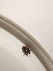 Trichosirocalus troglodytes