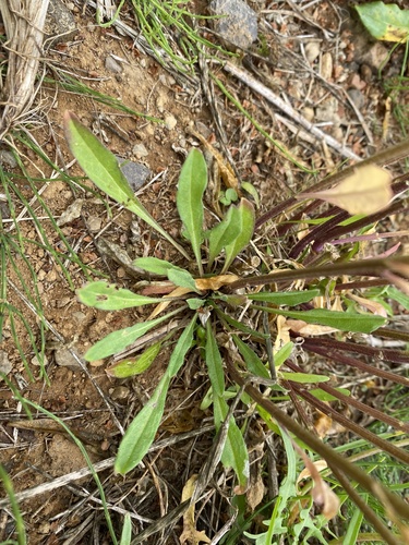 Erysimum virgatum, photograph 5