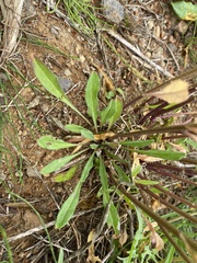Erysimum virgatum