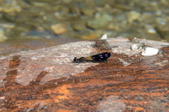 Aristocypha quadrimaculata