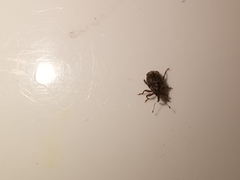 Trichosirocalus troglodytes