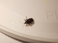 Trichosirocalus troglodytes