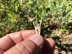 Cladonia cariosa