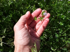 Sherardia arvensis