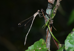 Lestes garoensis