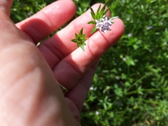 Sherardia arvensis
