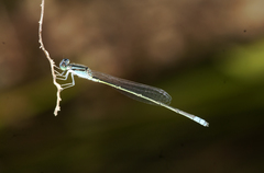 Pseudagrion spencei